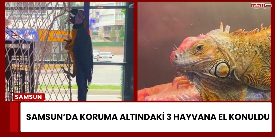 Samsun’da Koruma Altındaki 3 Hayvana El Konuldu