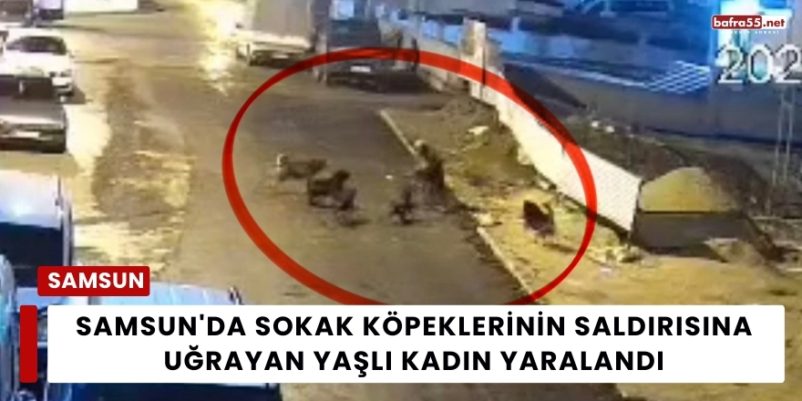 Samsun'da Sokak Köpeklerinin Saldırısına Uğrayan Yaşlı Kadın Yaralandı