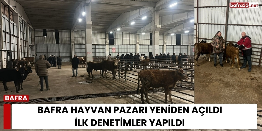 Bafra Hayvan Pazarı Yeniden Açıldı: İlk Denetimler Yapıldı