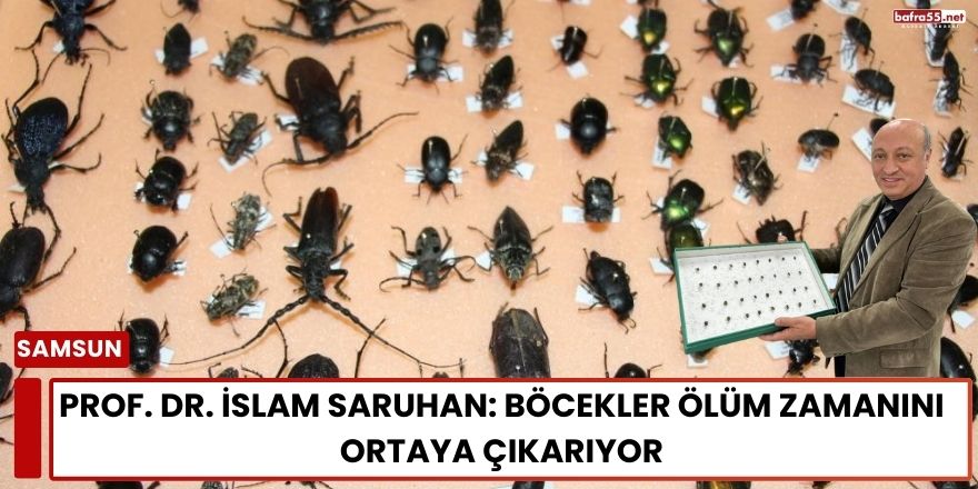 Prof. Dr. İslam Saruhan: Böcekler Ölüm Zamanını Ortaya Çıkarıyor