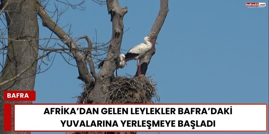 Afrika’dan Gelen Leylekler Bafra’daki Yuvalarına Yerleşmeye Başladı