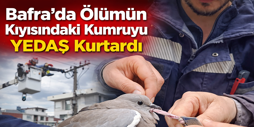 Bafra’da Tellere Takılan Kumruyu YEDAŞ Ekipleri Kurtardı