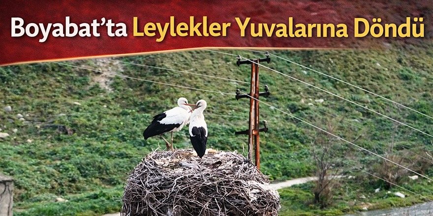 Boyabat’ta Leylekler Yuvalarına Döndü