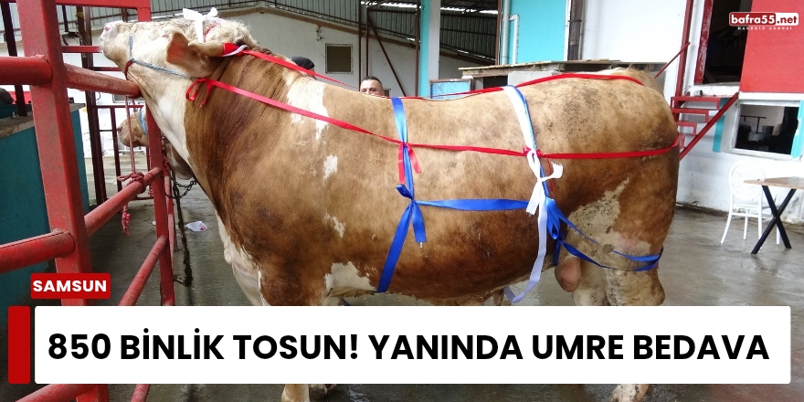 850 Binlik Tosun! Yanında Umre Bedava