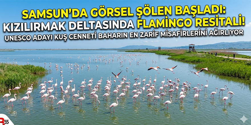 Bafra’da Görsel Şölen Başladı: Kızılırmak Deltası’nda Flamingo Resitali!