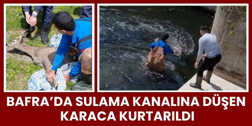 Bafra’da Sulama Kanalına Düşen Karaca Kurtarıldı