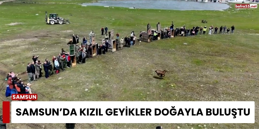 Samsun’da Kızıl Geyikler Doğayla Buluştu