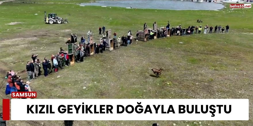 Kızıl Geyikler Doğayla Buluştu