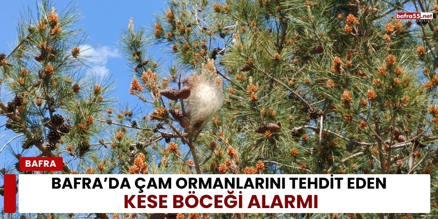 Bafra’da Çam Ormanlarını Tehdit Eden Kese Böceği Alarmı