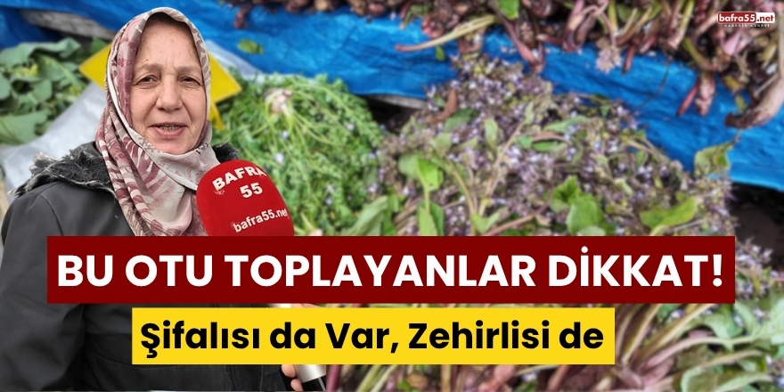 Bu Otu Toplayanlar Dikkat: Şifalısı da Var, Zehirlisi de