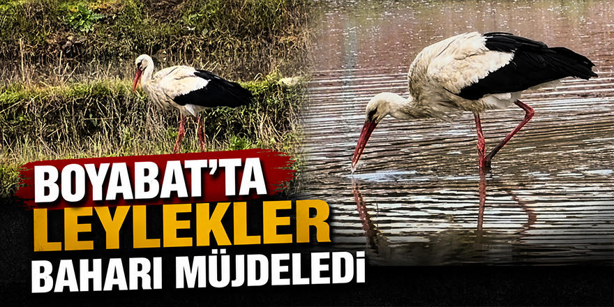 Boyabat’ta Leylekler Baharı Müjdeledi