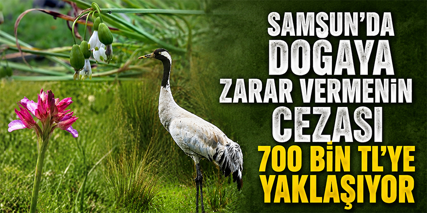 Samsun’da Doğaya Zarar Vermenin Cezası 700 Bin TL’ye Yaklaşıyor