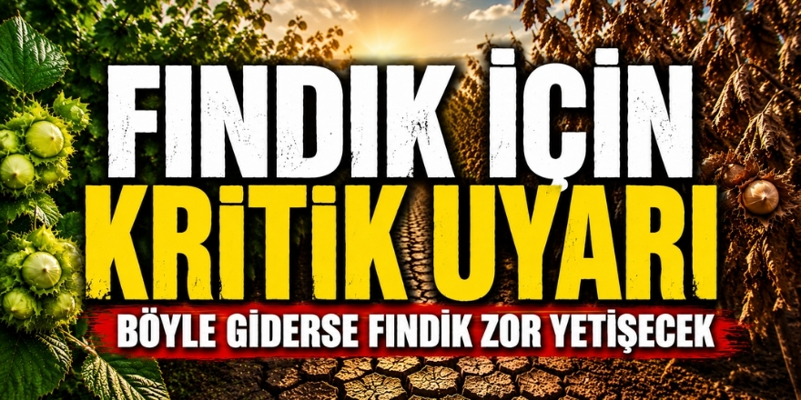 Fındık İçin Kritik Uyarı "Böyle Giderse Fındık Zor Yetişecek"