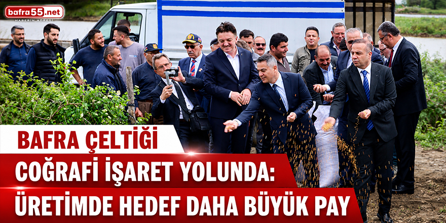 Bafra Çeltiği Coğrafi İşaret Yolunda: Üretimde Hedef Daha Büyük Pay