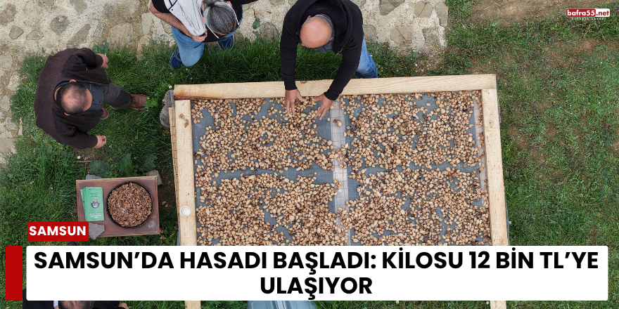 Samsun’da Hasadı Başladı: Kilosu 12 Bin TL’ye Ulaşıyor