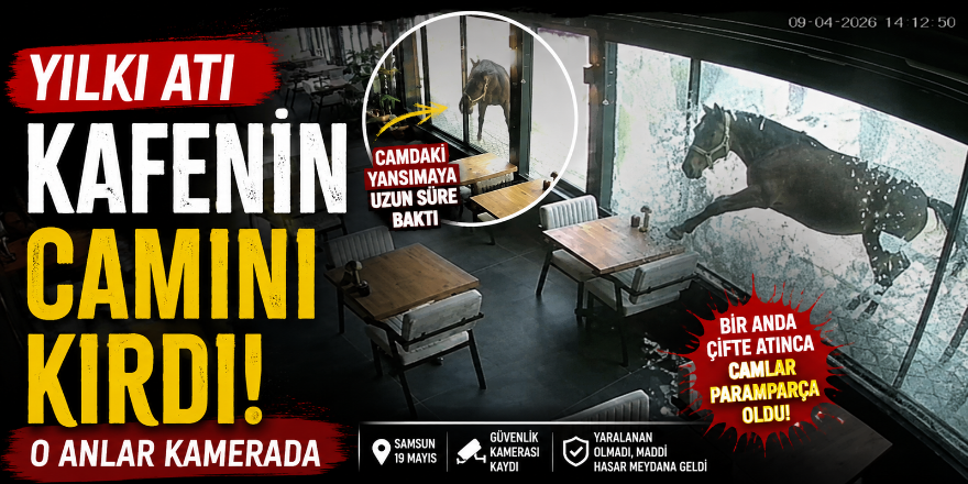 Yılkı Atı Kafenin Camını Kırdı! O Anlar Kamerada
