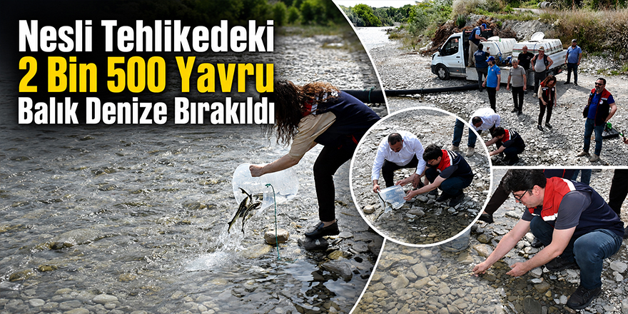 Nesli Tehlikedeki 2 Bin 500 Yavru Balık Denize Bırakıldı