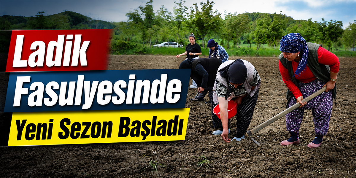 Ladik Fasulyesinde Yeni Sezon Başladı