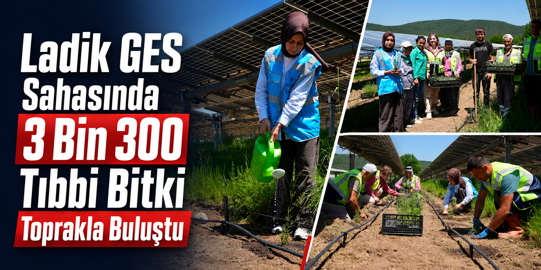 Ladik GES Sahasında 3 Bin 300 Tıbbi Bitki Toprakla Buluştu