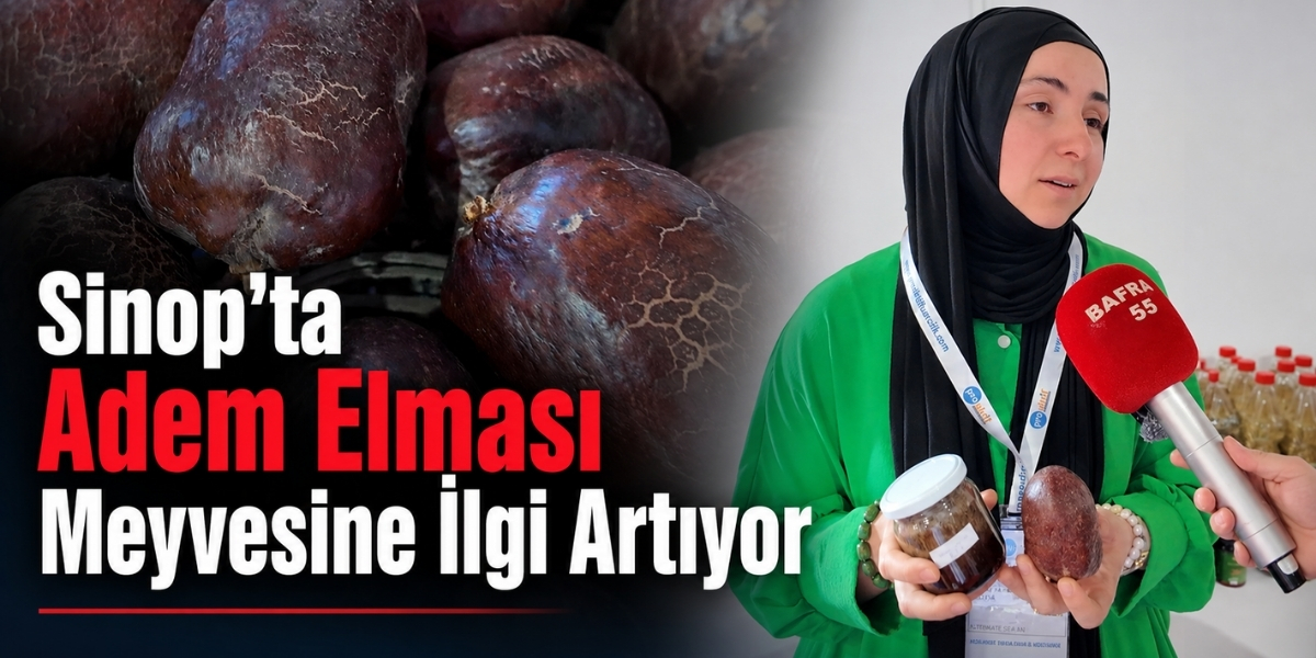 Sinop’ta Adem Elması Meyvesine İlgi Artıyor