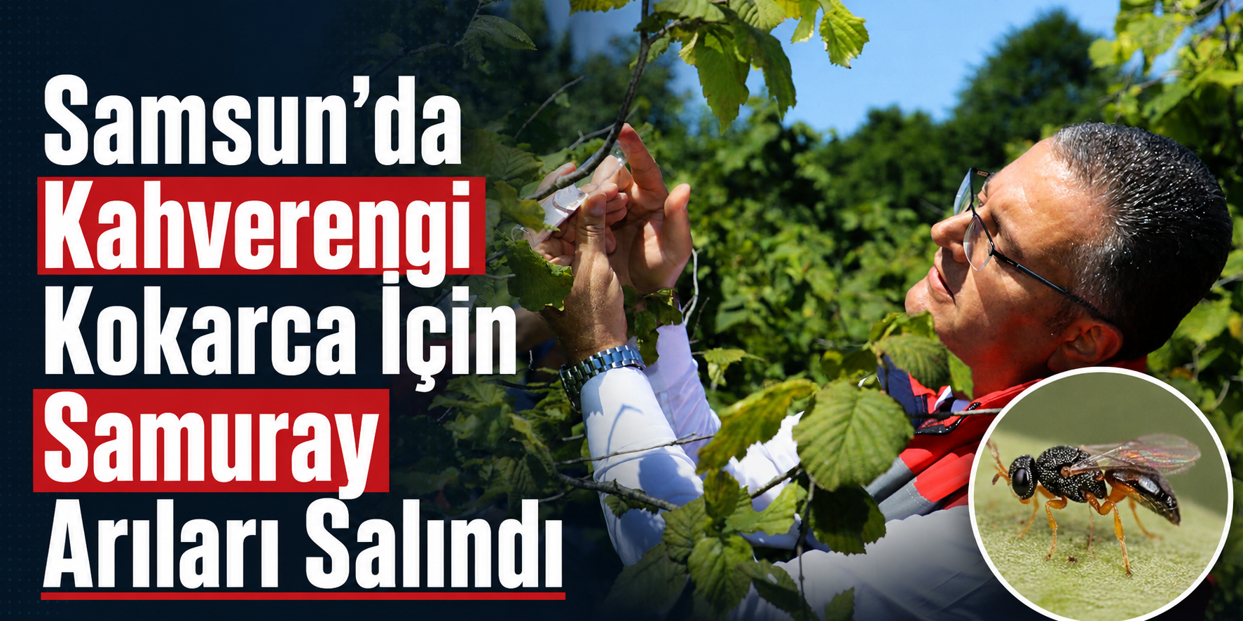 Samsun’da Kahverengi Kokarca İçin Samuray Arıları Salındı