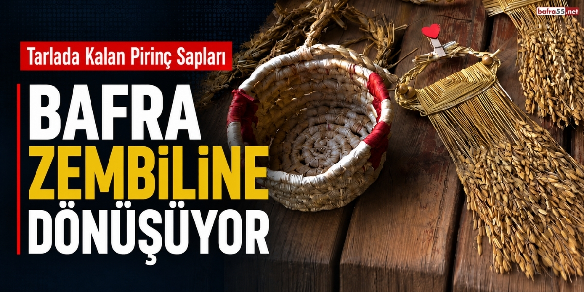 Tarlada Kalan Pirinç Sapları Bafra Zembiline Dönüşüyor