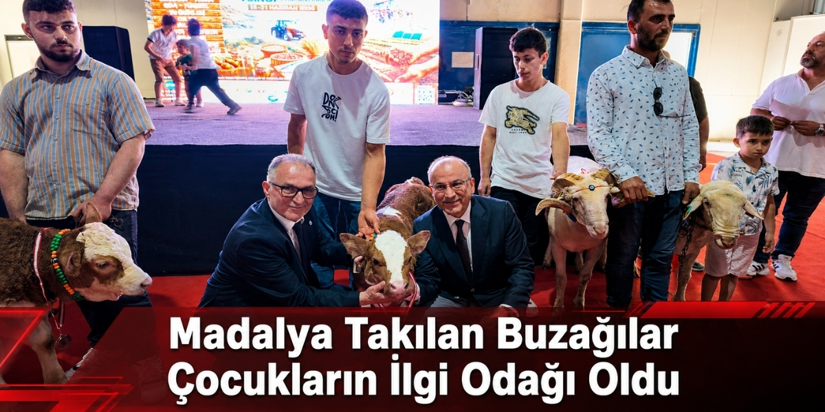 Sinop Fuarında Podyuma Buzağılar Çıktı, Çocuklar Hayran Kaldı