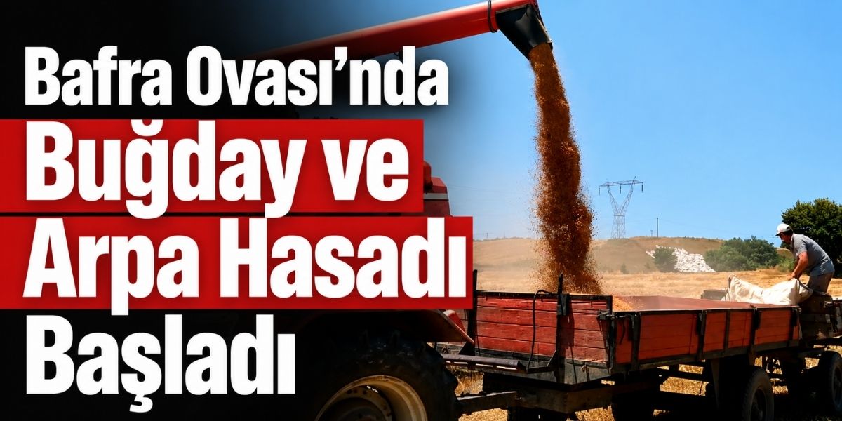 Bafra Ovası’nda Buğday ve Arpa Hasadı Başladı