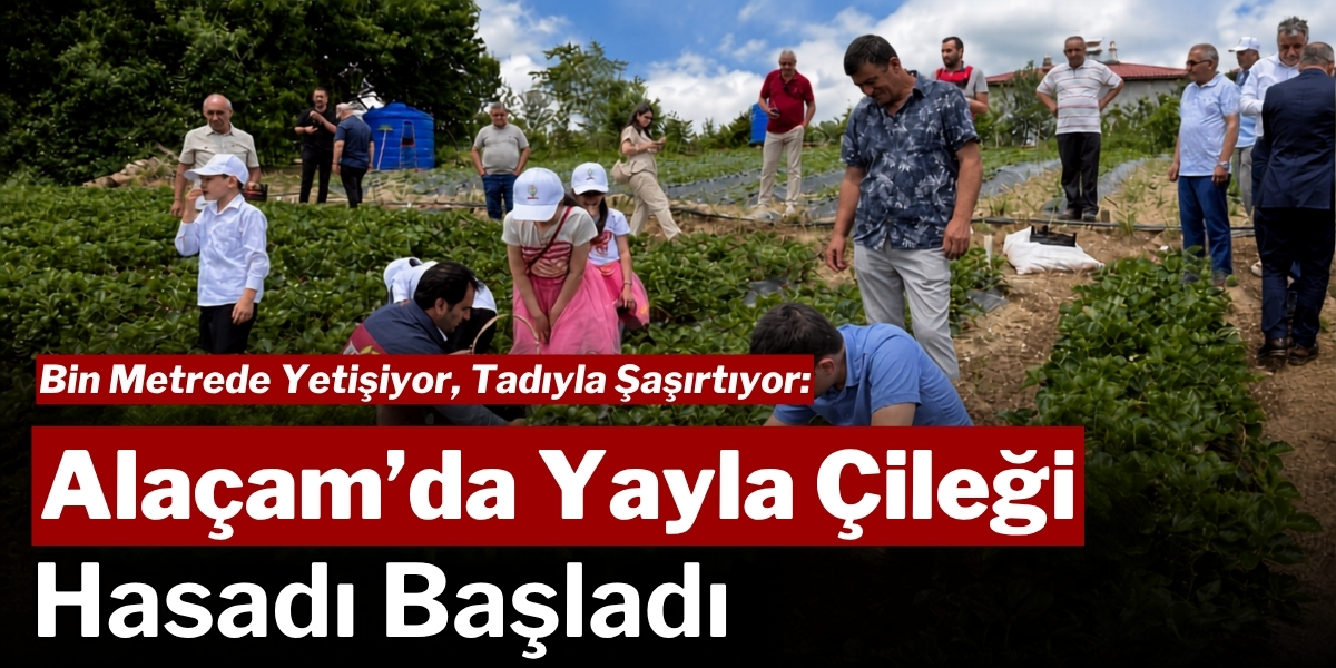 Bin Metrede Yetişiyor, Tadıyla Şaşırtıyor: Alaçam’da Yayla Çileği Hasadı Başladı