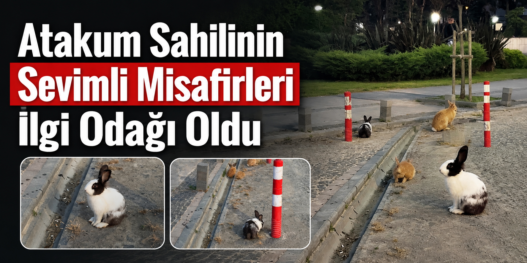 Atakum Sahilinin Sevimli Misafirleri İlgi Odağı Oldu