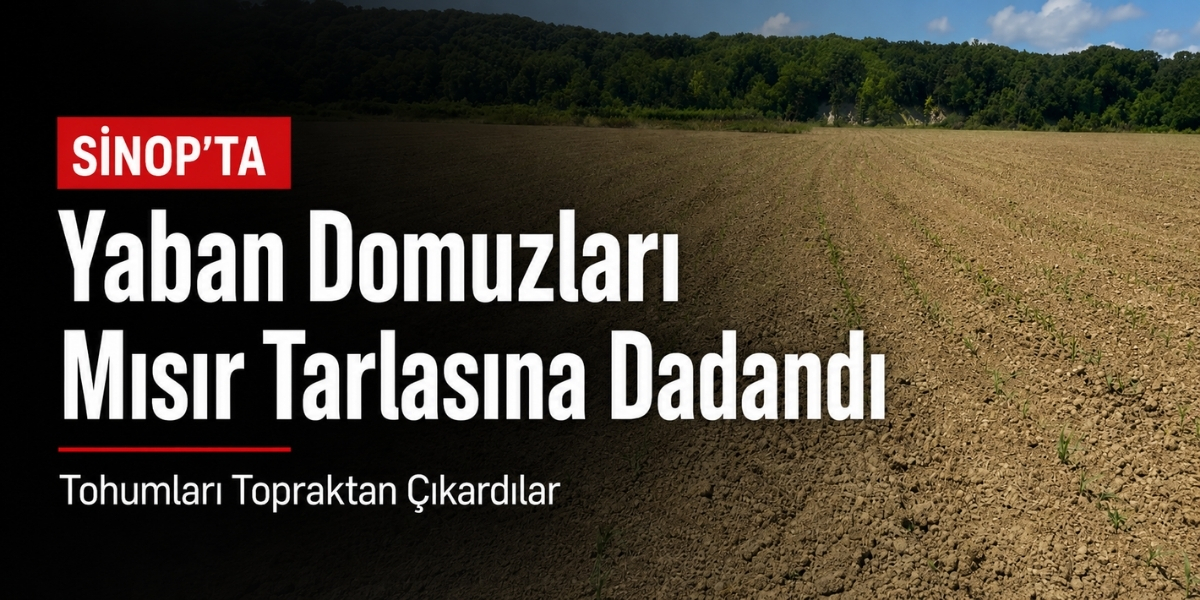 Sinop’ta Yaban Domuzları Mısır Tarlasına Dadandı: Tohumları Topraktan Çıkardılar