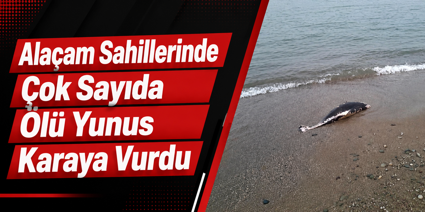 Alaçam Sahillerinde Çok Sayıda Ölü Yunus Karaya Vurdu