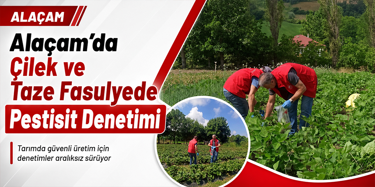 Alaçam’da Çilek ve Taze Fasulyede Pestisit Denetimi