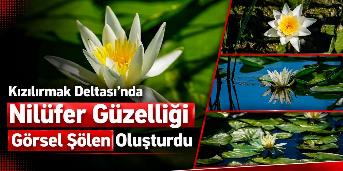 Kızılırmak Deltası’nda Nilüfer Güzelliği Görsel Şölen Oluşturdu