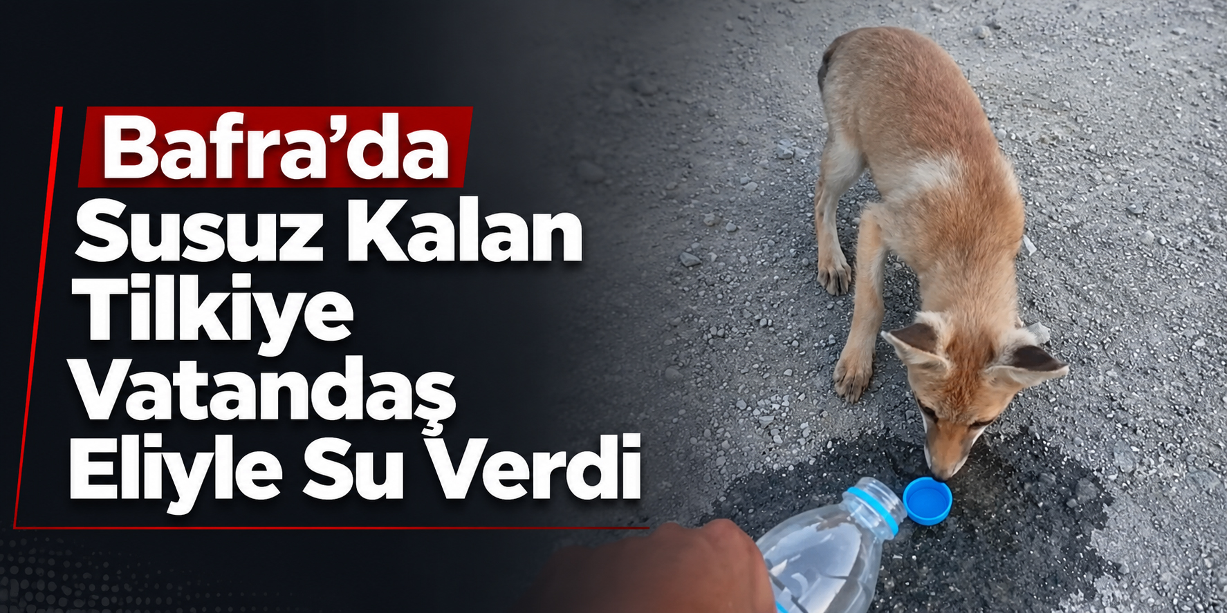 Bafra’da Susuz Kalan Tilkiye Vatandaş Eliyle Su Verdi