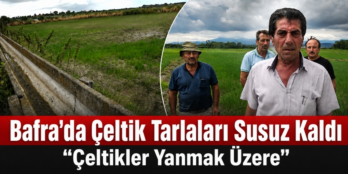 Bafra’da Çeltik Tarlaları Susuz Kaldı: “Çeltikler Yanmak Üzere”