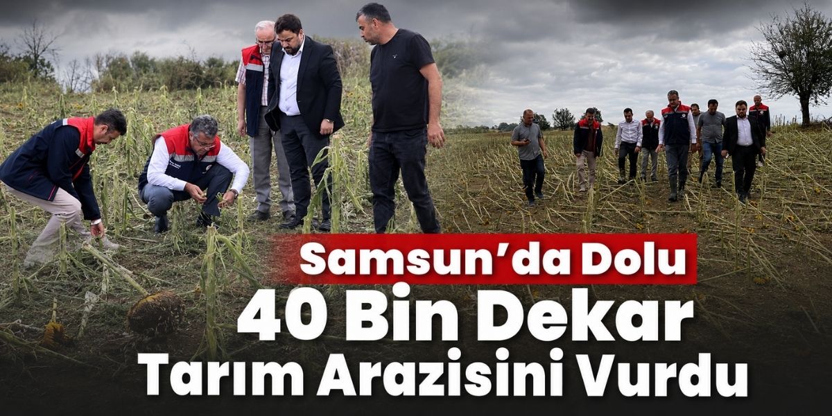 Samsun’da Dolu 40 Bin Dekar Tarım Arazisini Vurdu