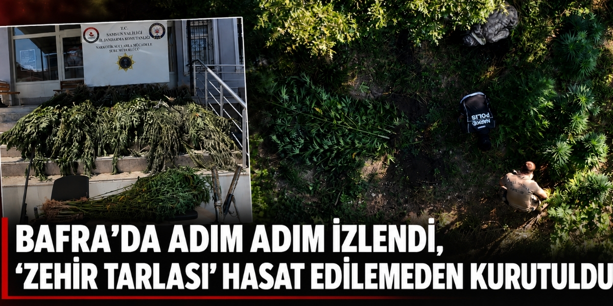 Bafra'da Adım Adım İzlendi, “Zehir Tarlası” Hasat Edilemeden Kurutuldu