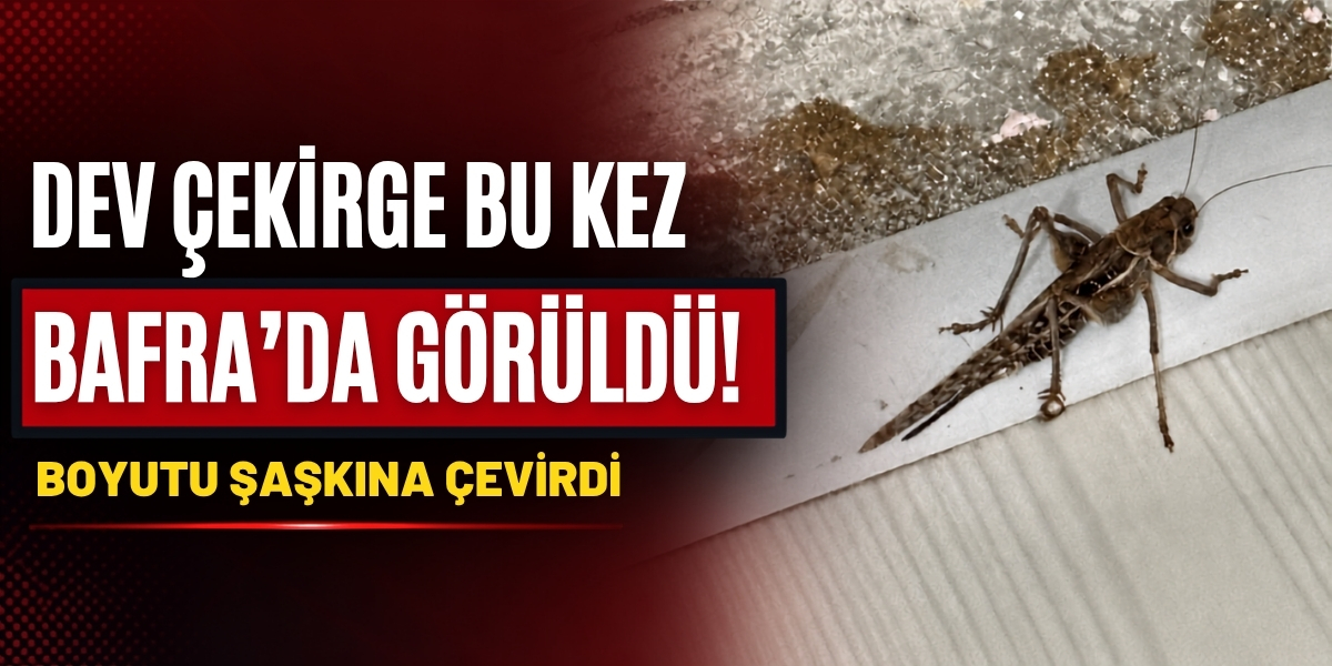 Dev Çekirge Bu Kez Bafra’da Görüldü! Boyutu Şaşkına Çevirdi