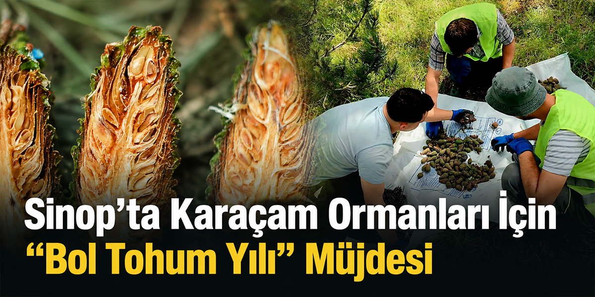 Sinop’ta Karaçam Ormanları İçin “Bol Tohum Yılı” Müjdesi
