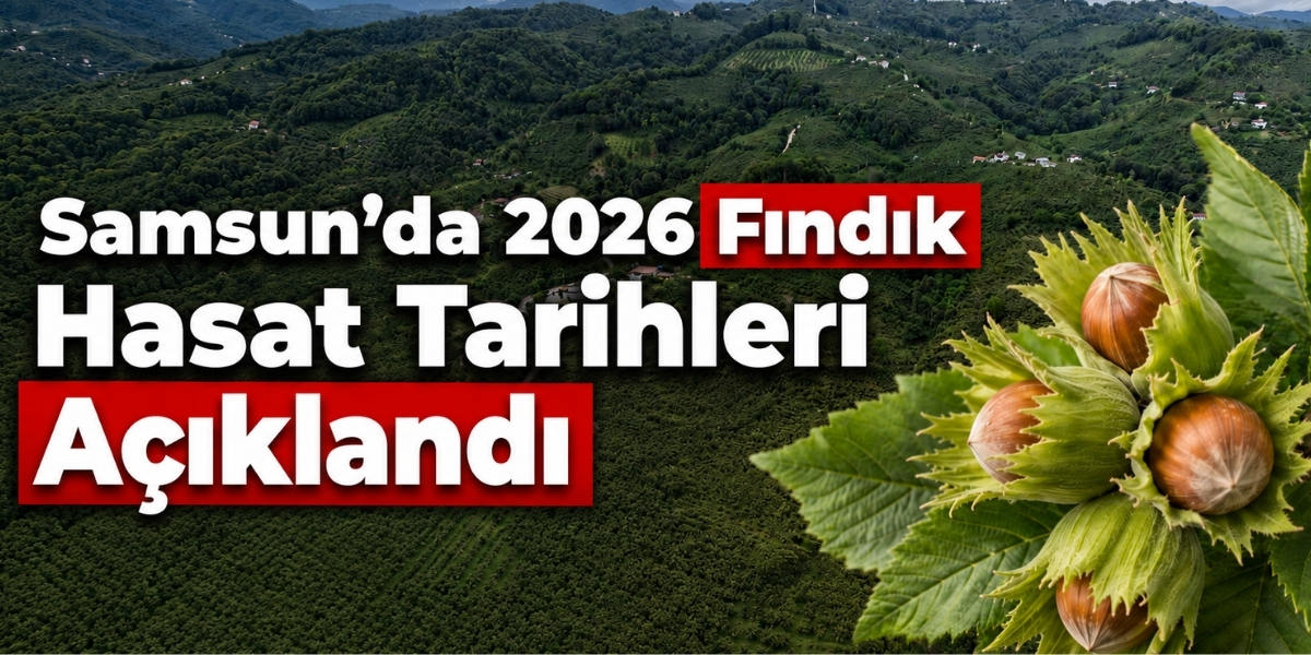 Samsun’da 2026 Fındık Hasat Tarihleri Açıklandı