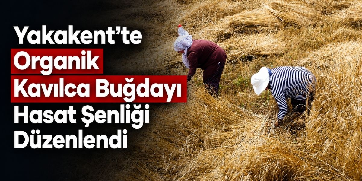 Yakakent’te Organik Kavılca Buğdayı Hasat Şenliği Düzenlendi
