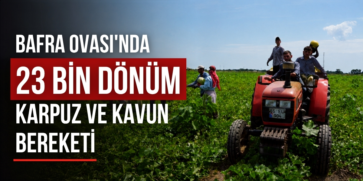 Bafra Ovası’nda 23 Bin Dönüm Karpuz ve Kavun Bereketi