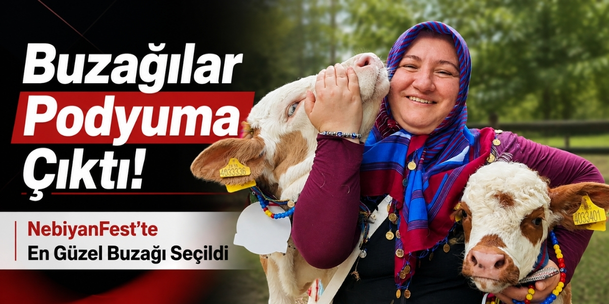 Buzağılar Podyuma Çıktı! NebiyanFest’te En Güzel Buzağı Seçildi