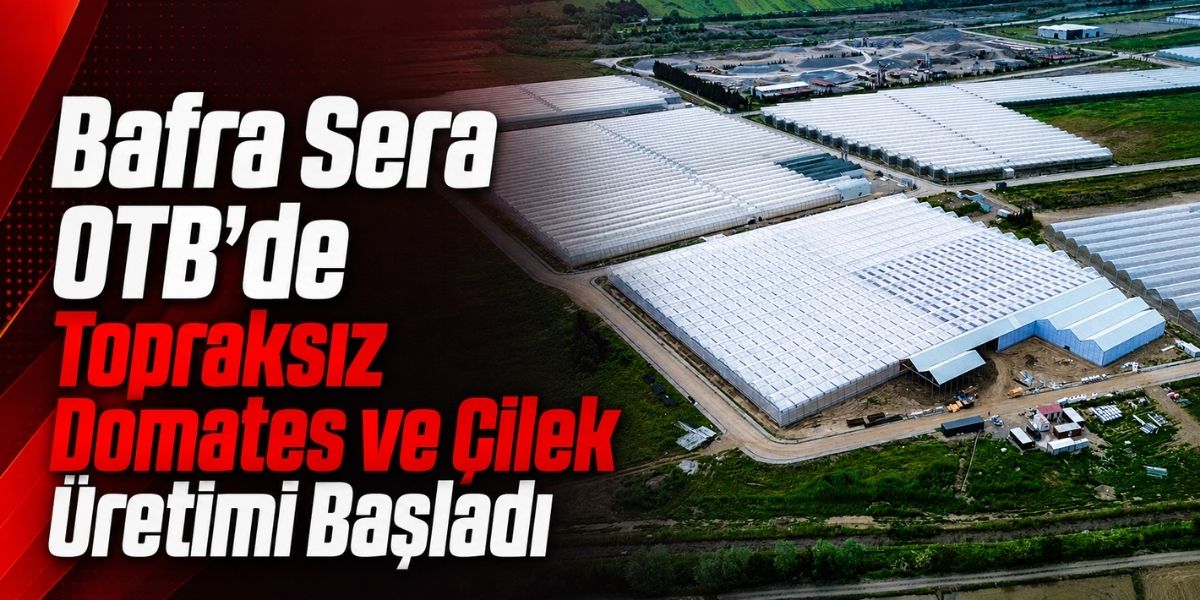 Bafra Sera OTB’de Topraksız Domates ve Çilek Üretimi Başladı