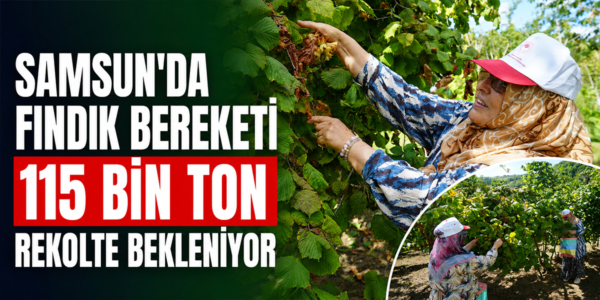 Samsun’da Fındık Bereketi: 115 Bin Ton Rekolte Bekleniyor