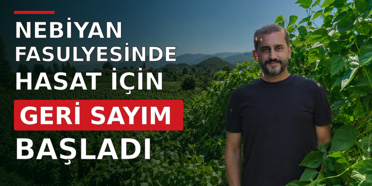 Nebiyan Fasulyesinde Hasat İçin Geri Sayım Başladı