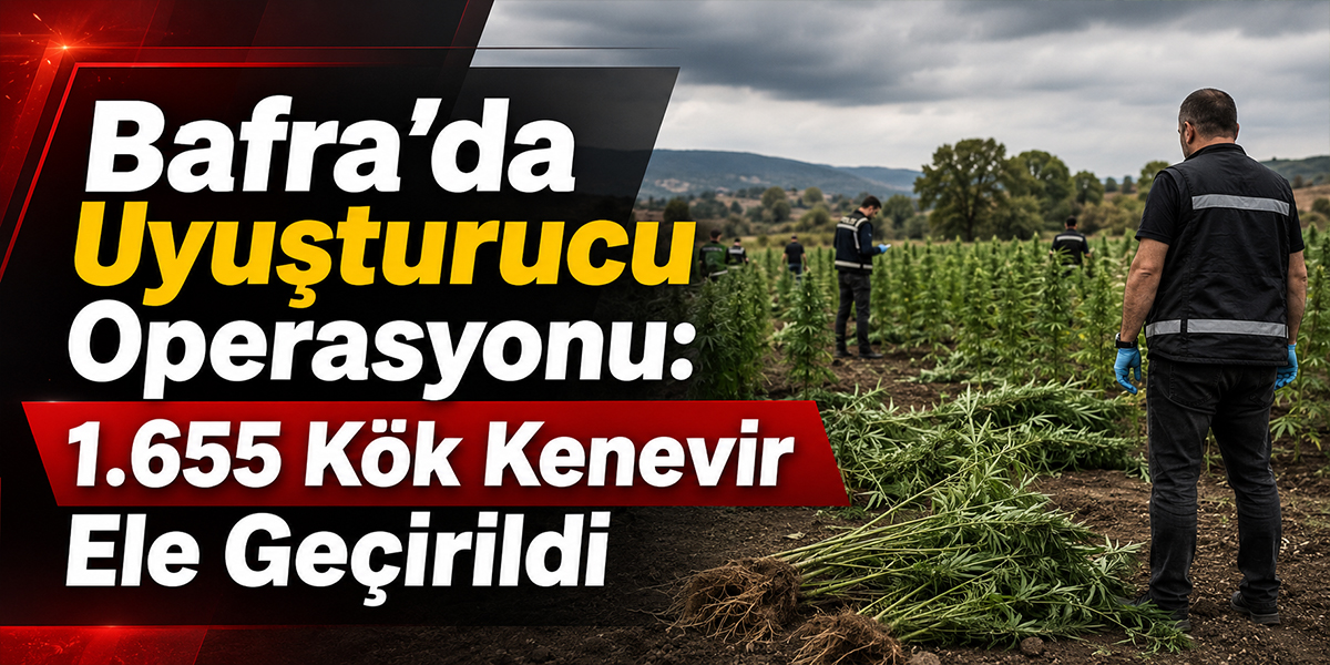 Bafra’da Uyuşturucu Operasyonu: 1.655 Kök Kenevir Ele Geçirildi