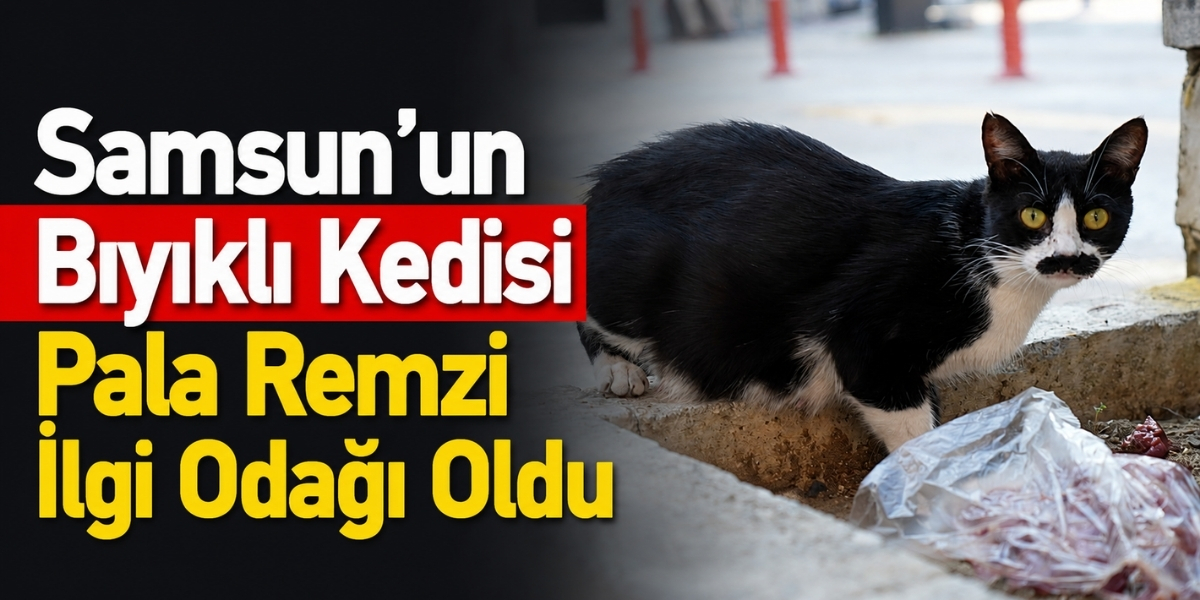 Samsun’un Bıyıklı Kedisi Pala Remzi İlgi Odağı Oldu