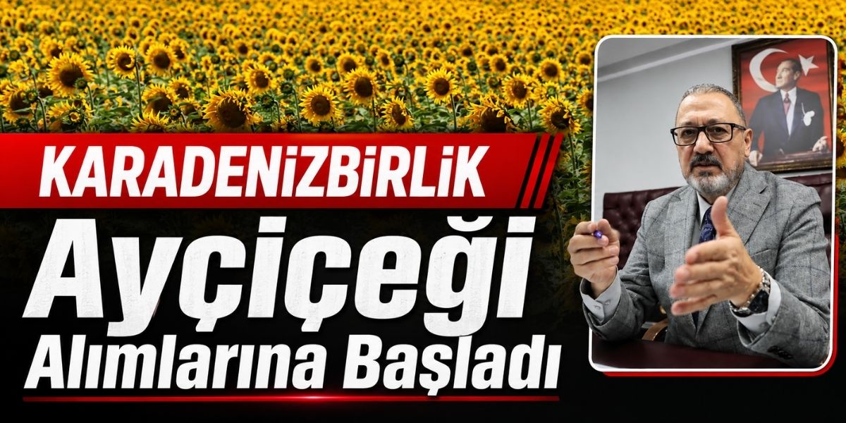 KARADENİZBİRLİK Ayçiçeği Alımlarına Başladı
